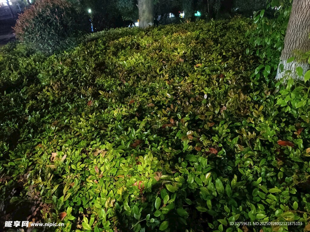 夜幕下的葱郁绿植