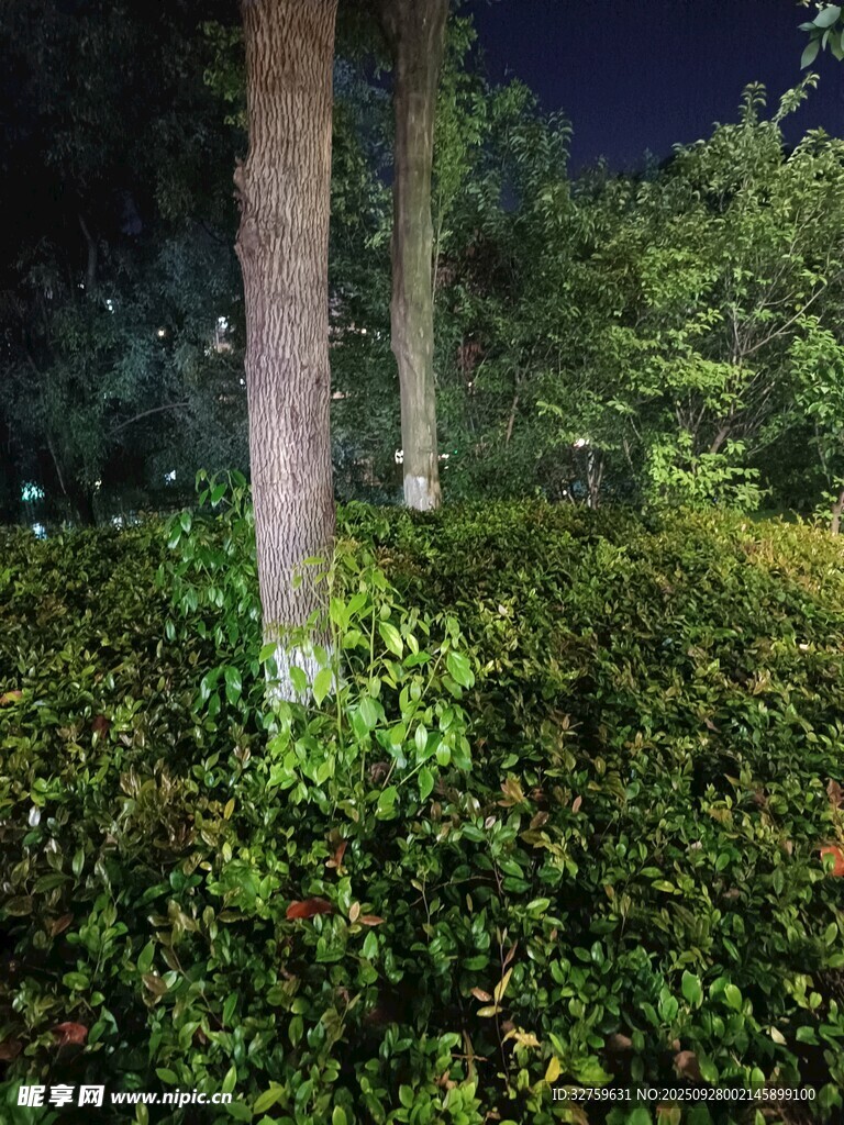 夜晚林间繁茂绿植景象