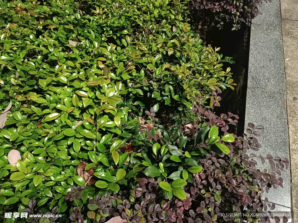 多彩绿植景观