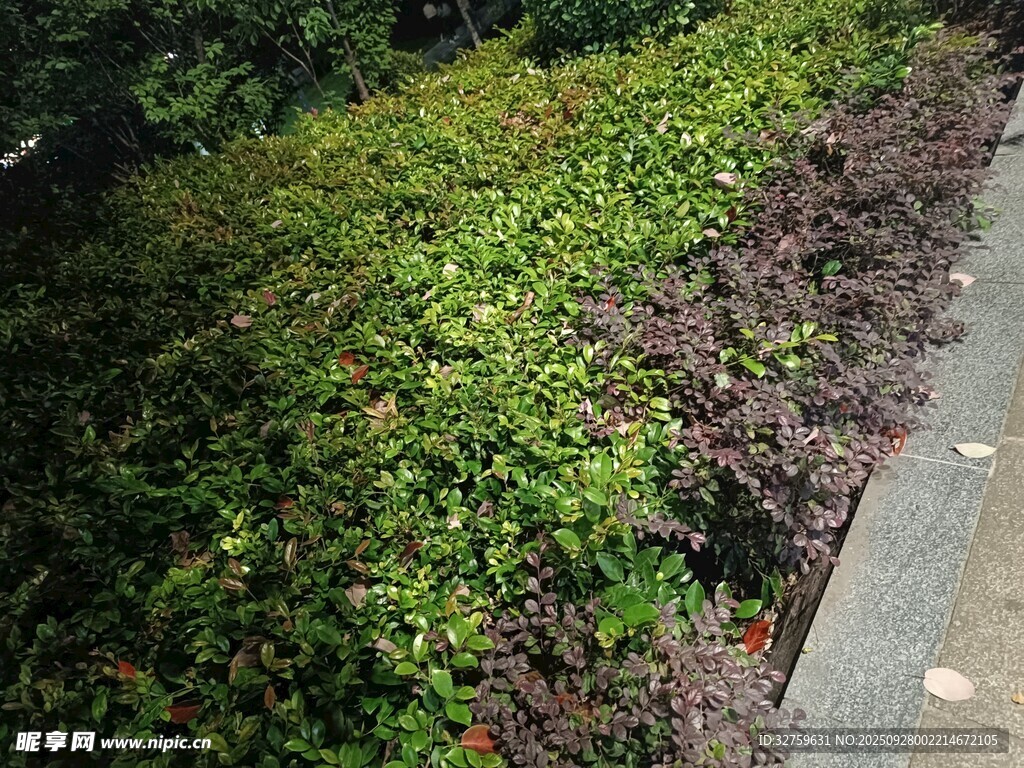 路边绿植景观