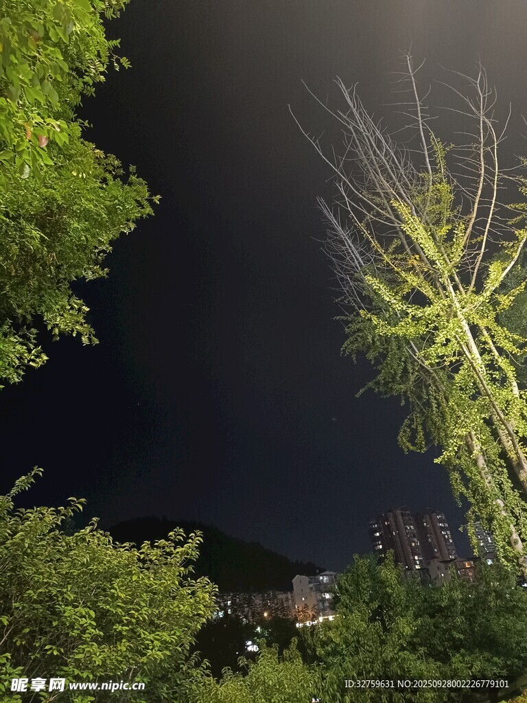 夜空下的葱郁树木