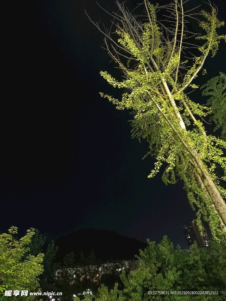 夜间倾斜树木特写