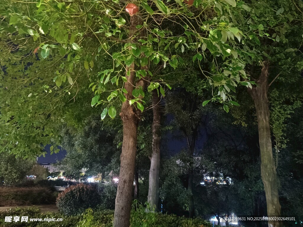 夜晚树林间的静谧景象