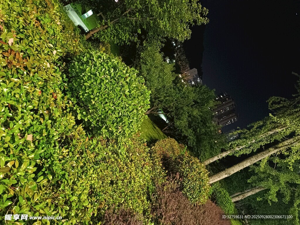 夜晚绿植景观
