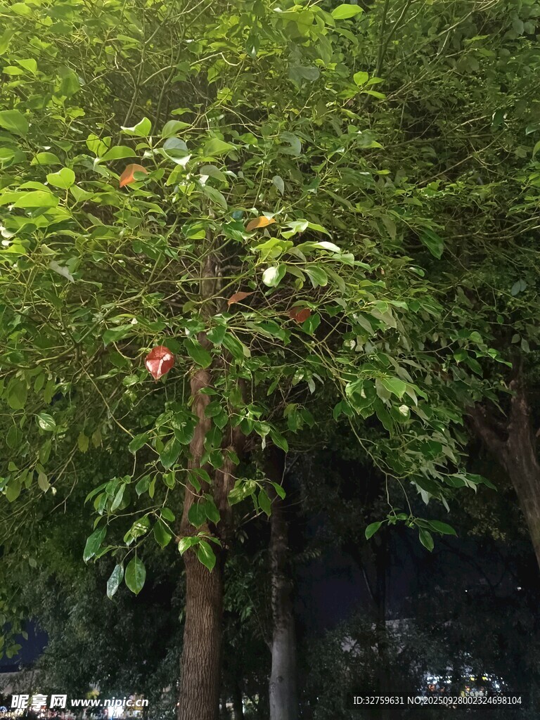 绿叶间的红色果实
