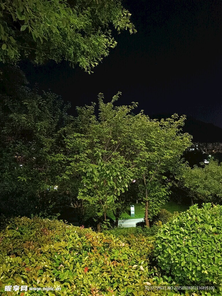 夜晚绿植景观