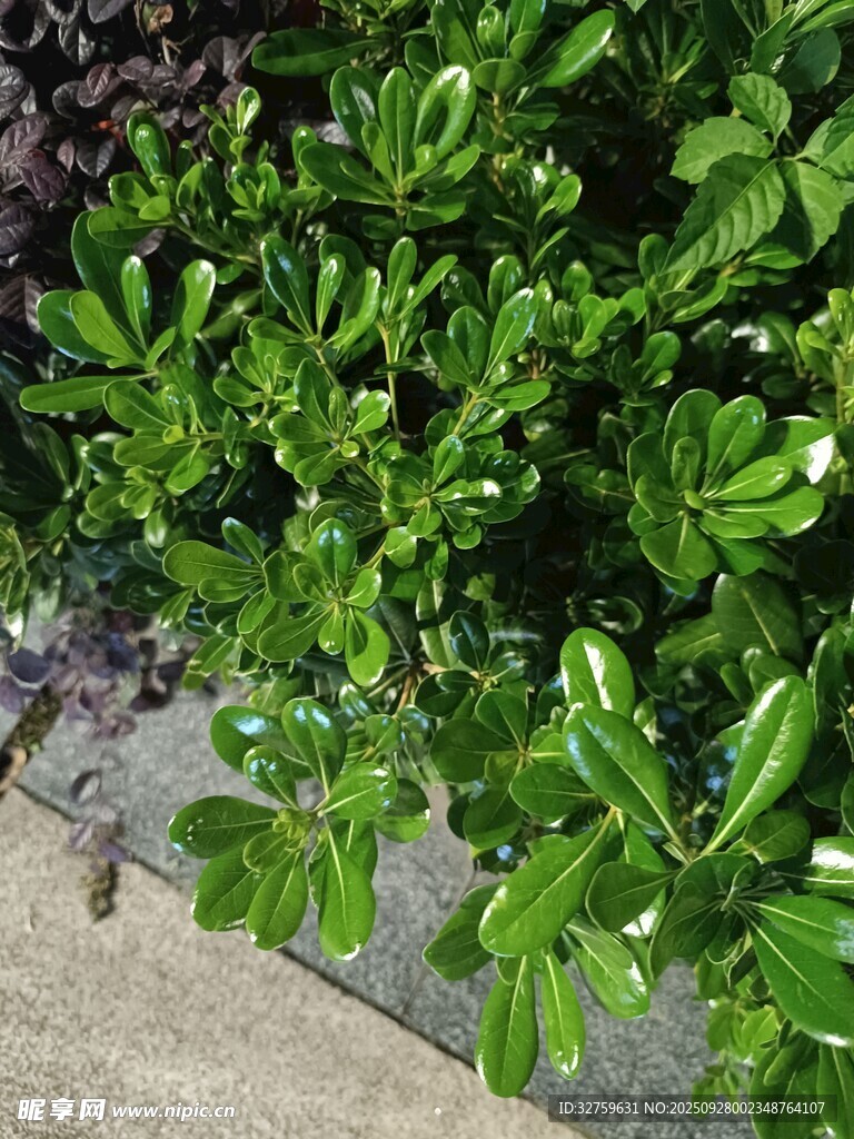 翠绿繁茂的灌木丛