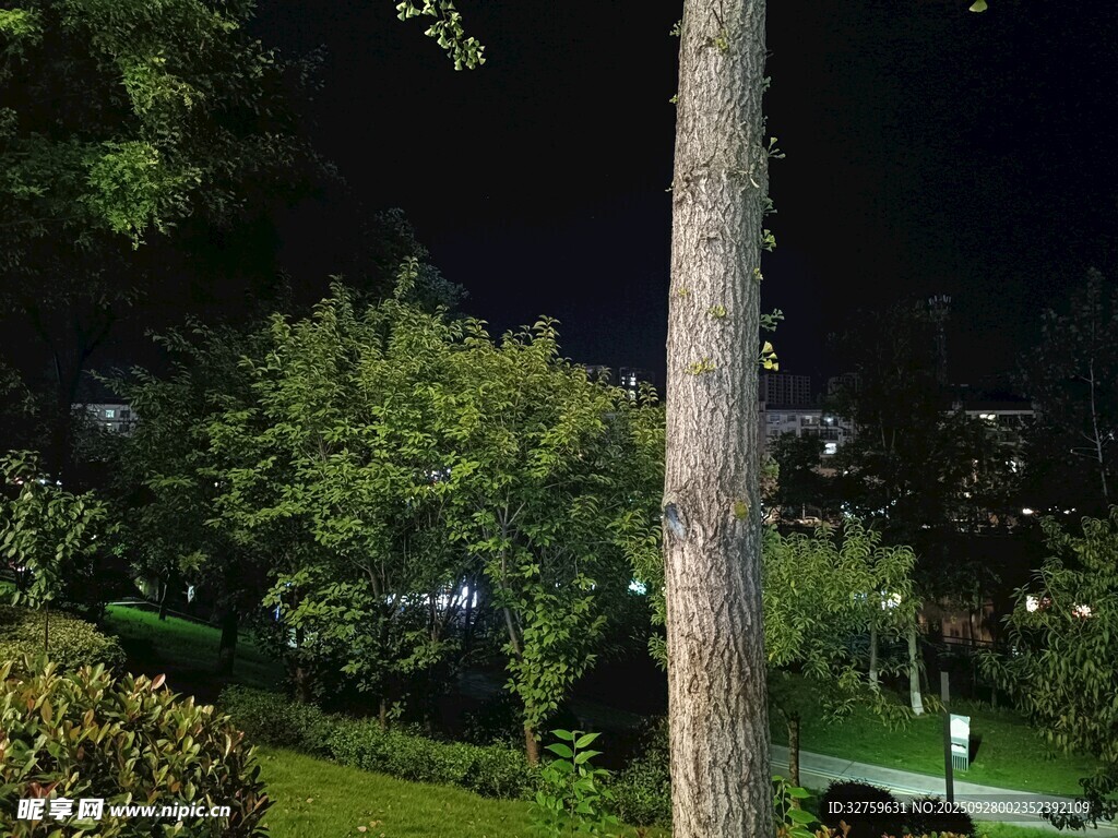 夜晚公园中的树木与绿植