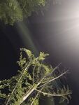 夜中绿植映光束