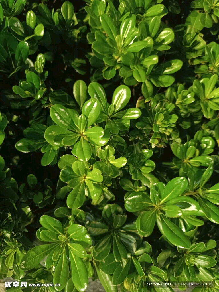 翠绿繁茂的灌木丛