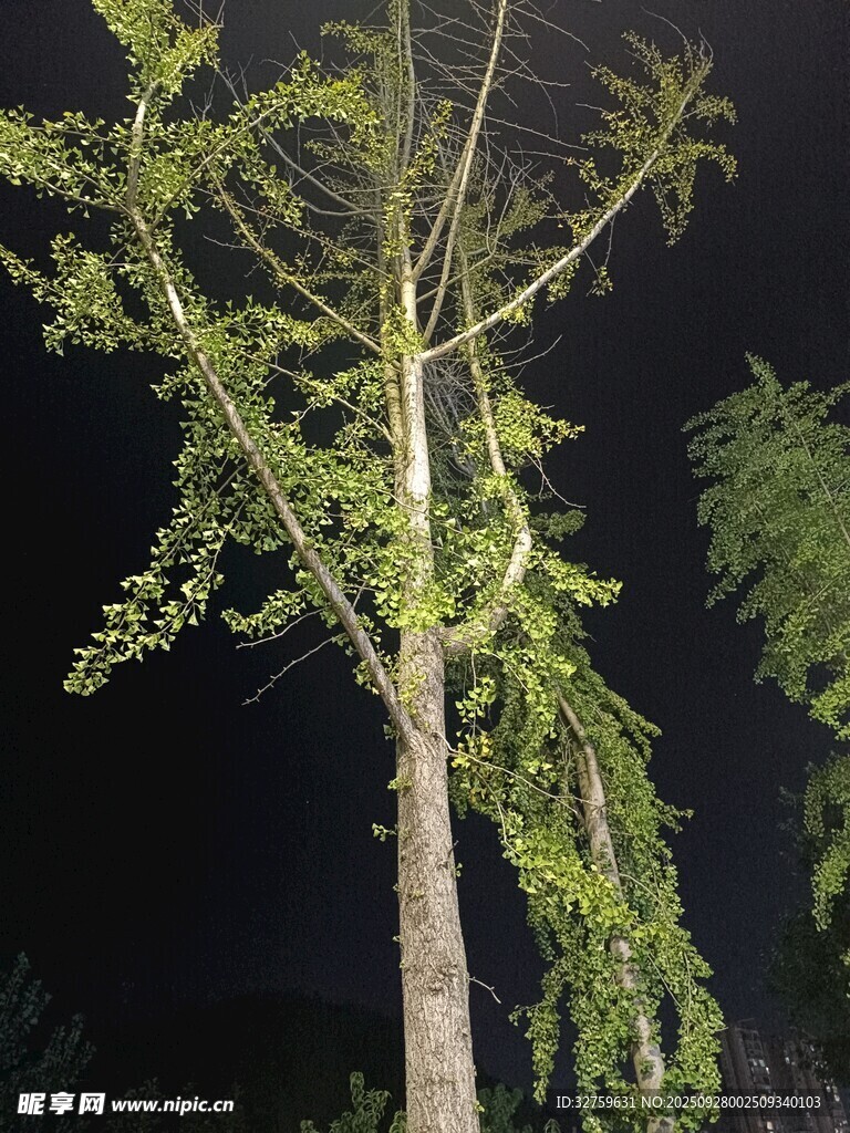 夜中孤树 