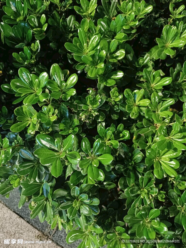 翠绿繁茂的灌木丛