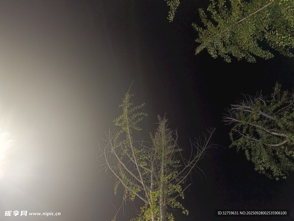 月光下的松树剪影