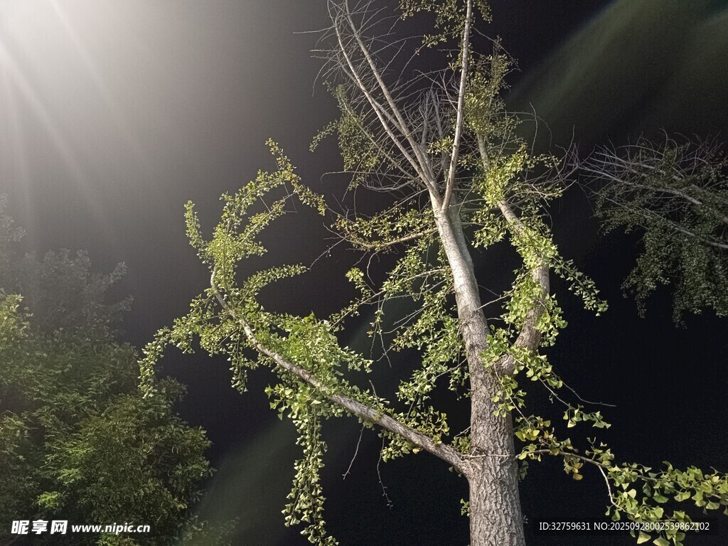 暗夜中挺拔的发光树木