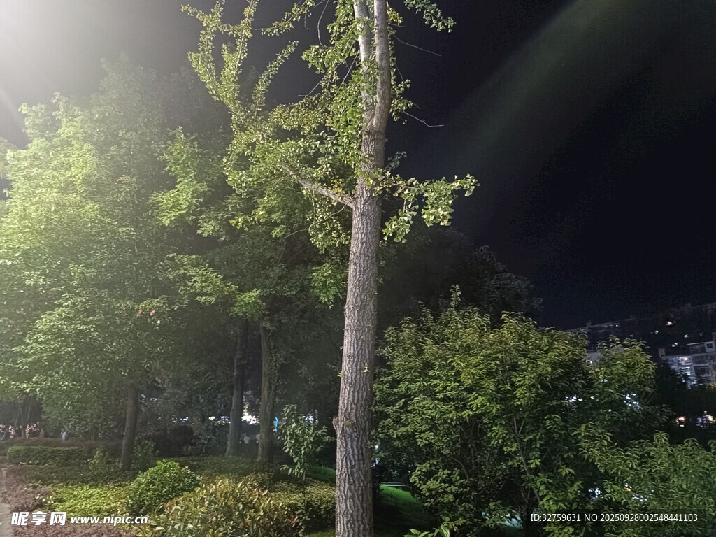 夜晚林间树木与光影景象