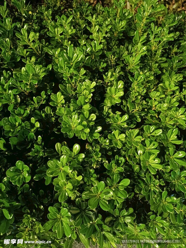翠绿繁茂的灌木丛