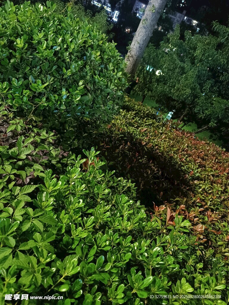 绿意盎然的繁茂植物景观