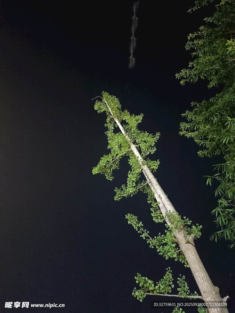 夜间路灯旁的翠绿树枝