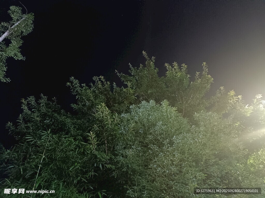 黑夜中照亮的茂密绿植