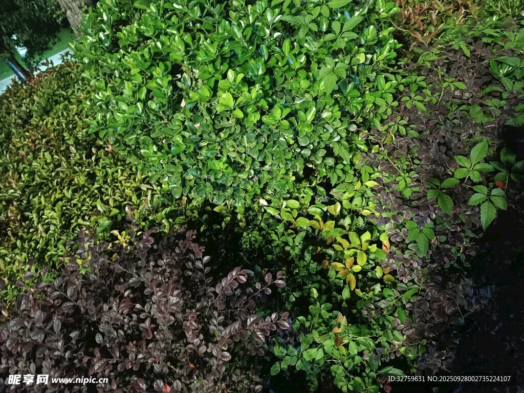 多彩绿植景观