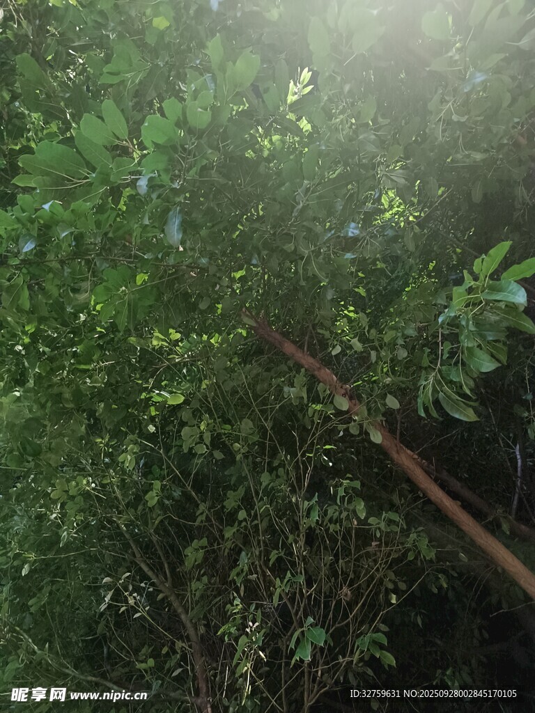 茂密丛林中的绿意景象