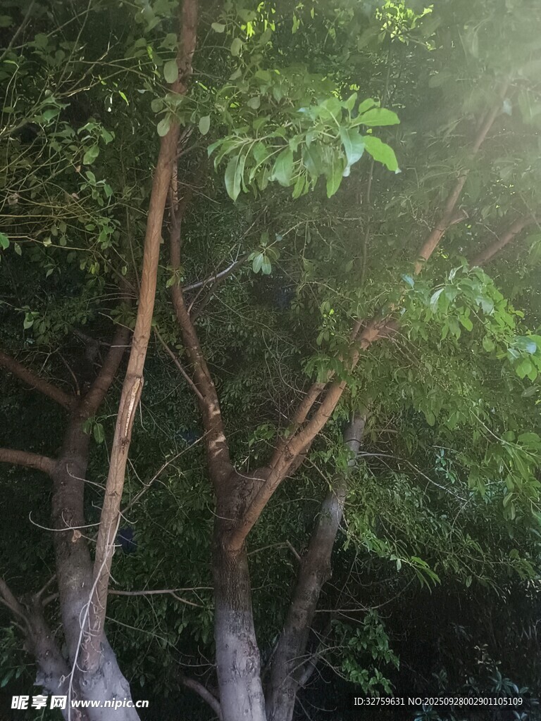 阳光洒落茂密树林枝叶间