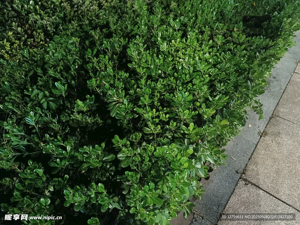 整齐绿篱旁的石板路