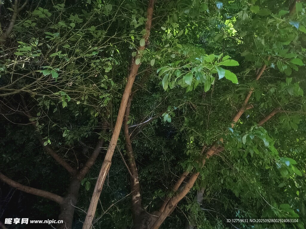 茂密丛林中的繁茂树枝