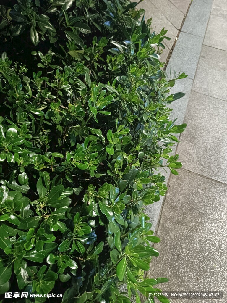 路边翠绿灌木丛