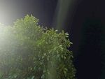 夜中绿植沐浴光束景象