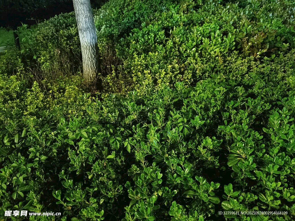 茂密绿植中的树干