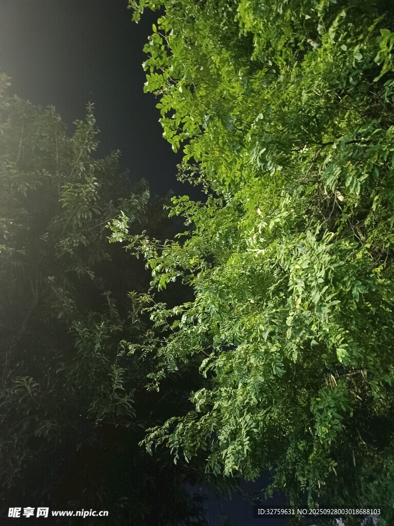 夜中葱郁绿树