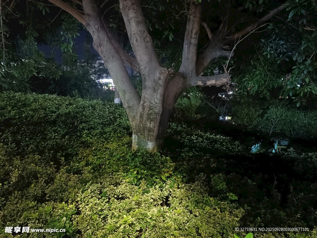 夜晚树下的绿植景致