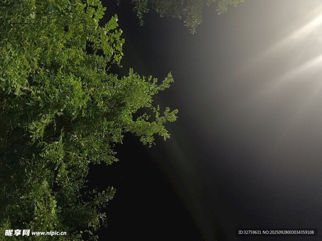 林间光束穿透绿意