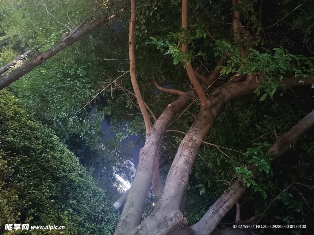 林间光影下的繁茂树木