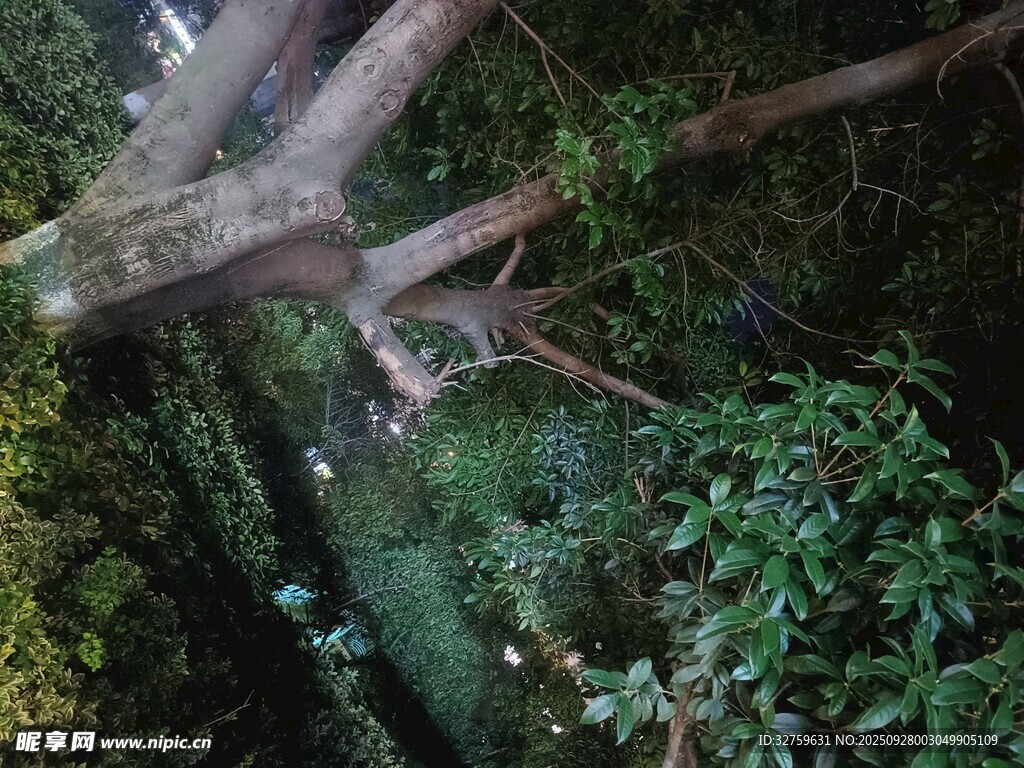 茂密丛林中的交错树干