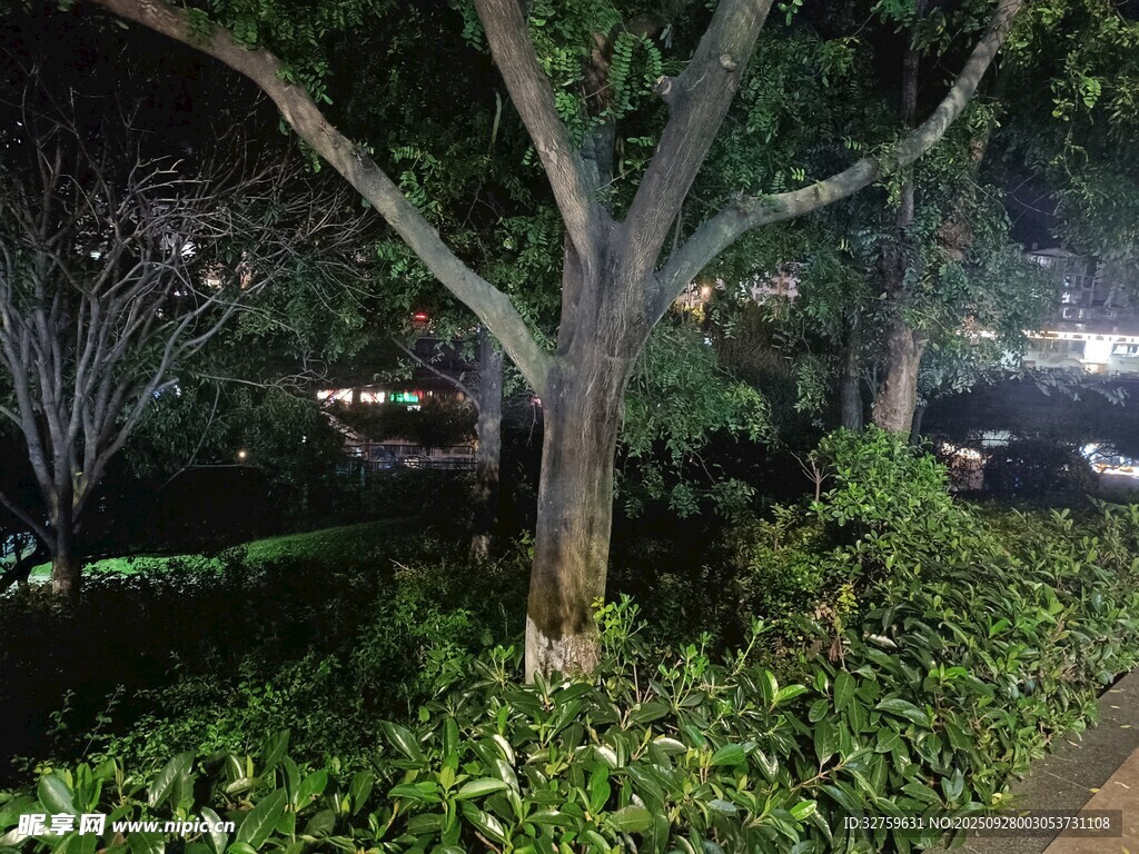 夜晚树下绿植景观