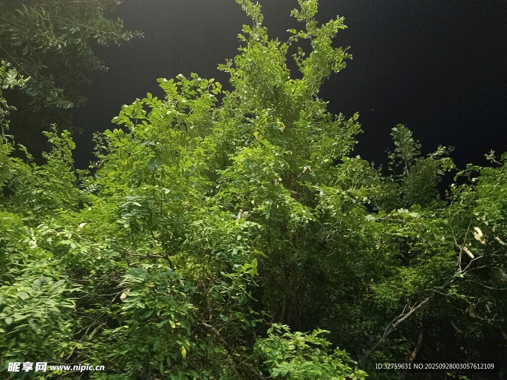 夜晚中的繁茂绿植