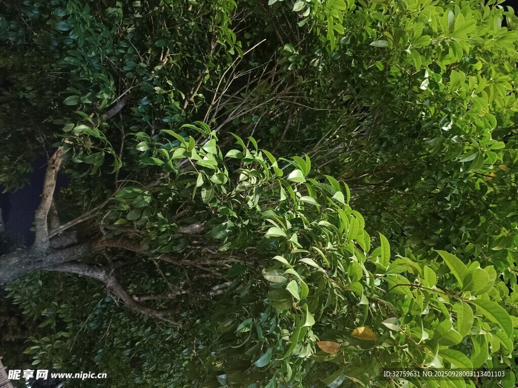 繁茂绿树 
