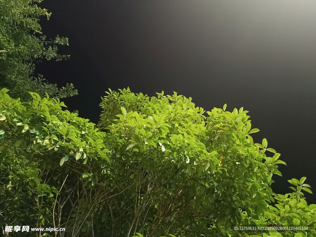 夜幕下的葱郁绿植
