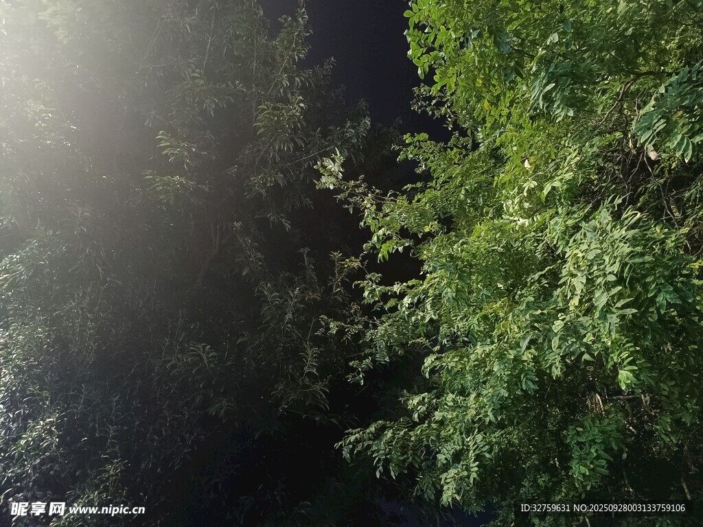 林间晨光中的翠绿枝叶