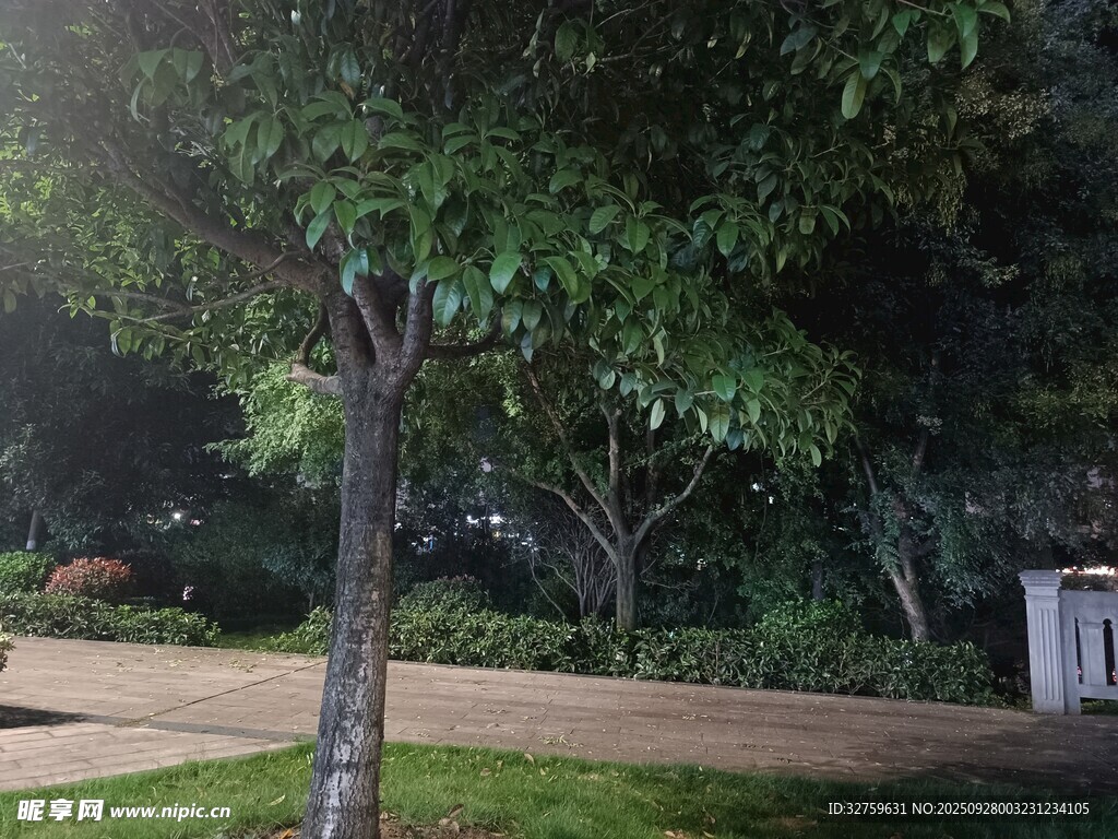 夜晚庭院中的绿树景观
