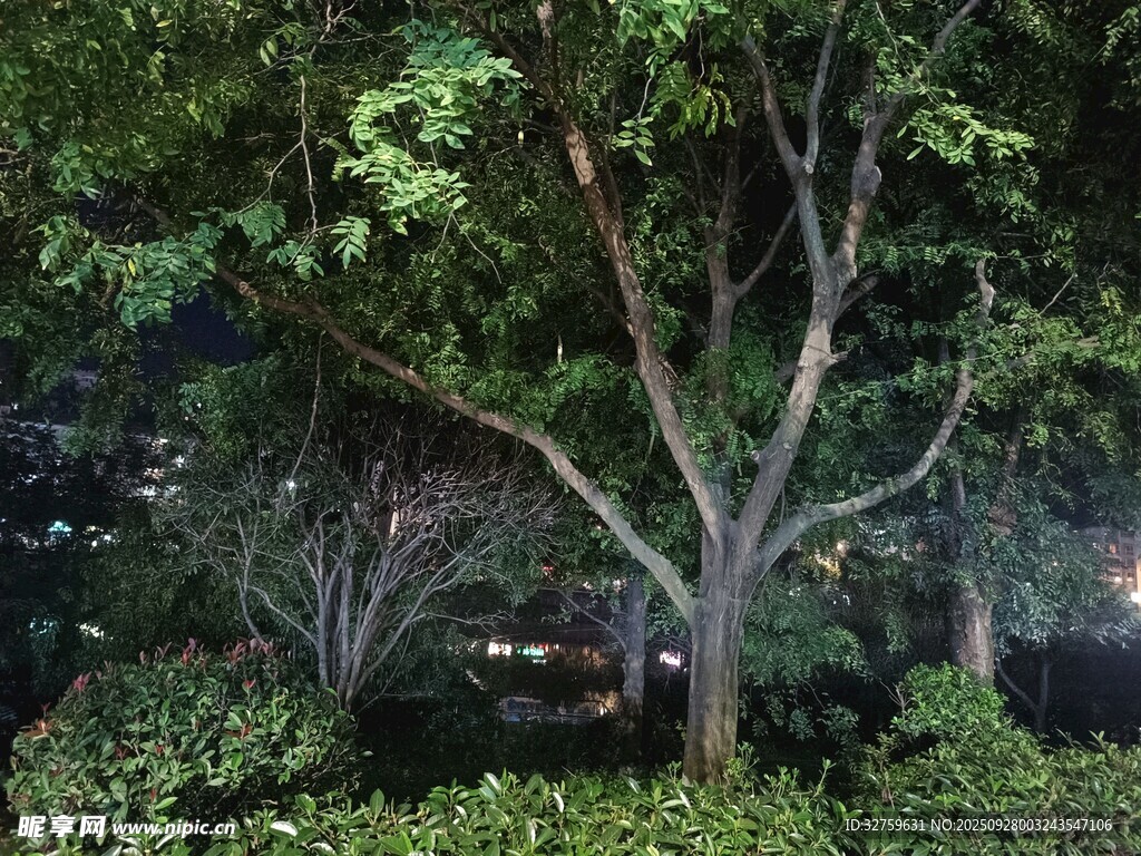 繁茂绿树与葱郁灌木景观