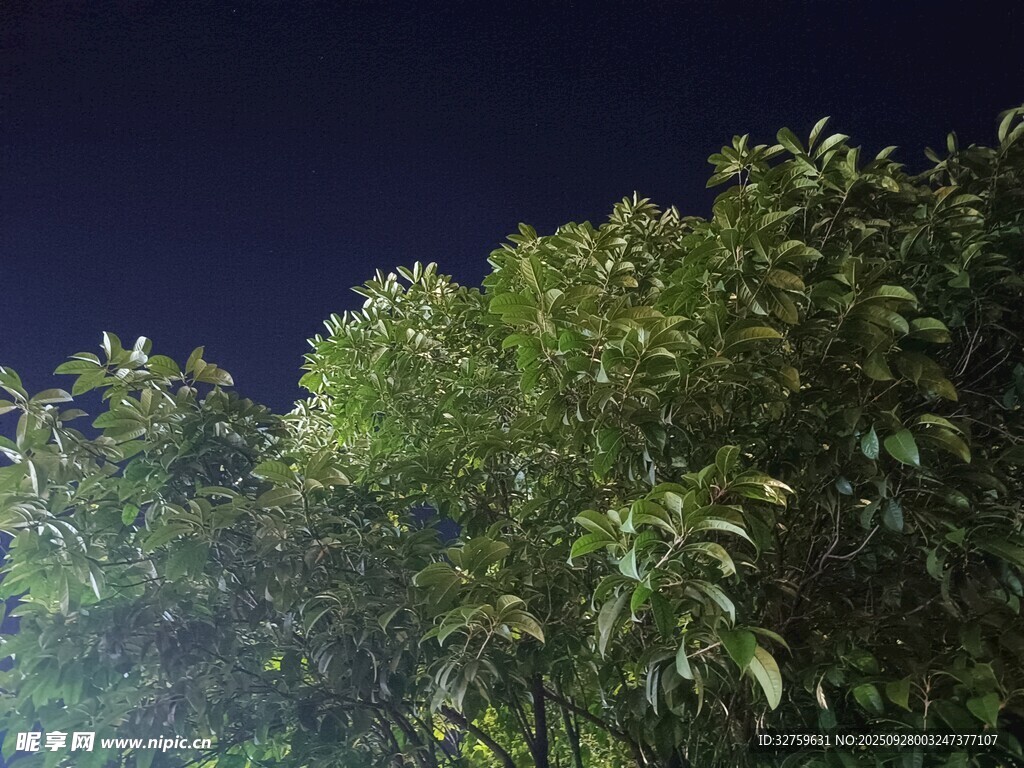 夜幕下的葱郁树木