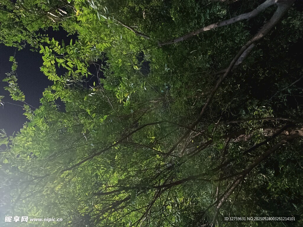 林间晨雾中的葱郁树木