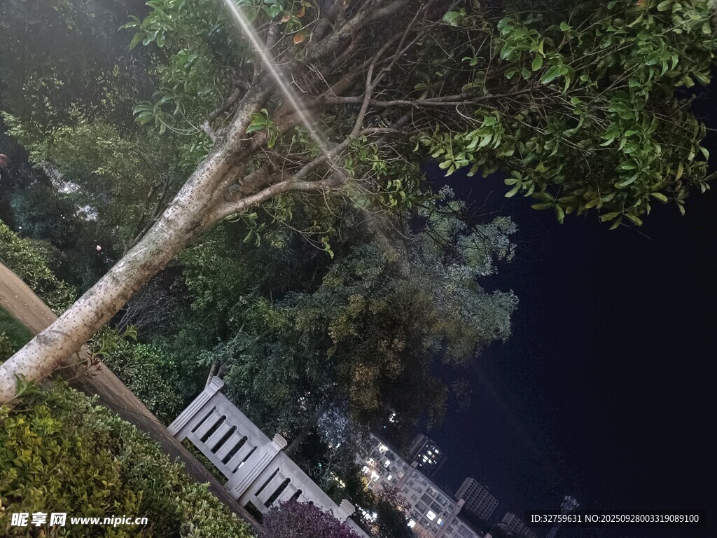 雨林中的观景台与茂密植被
