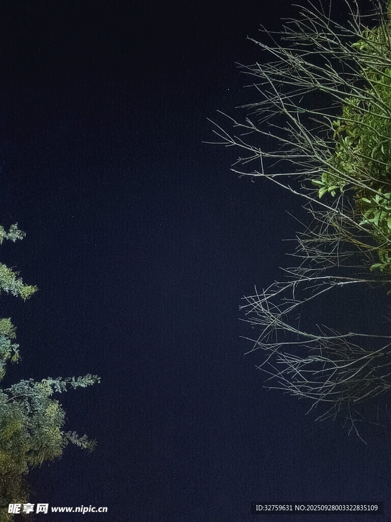 夜空下的绿植与树枝