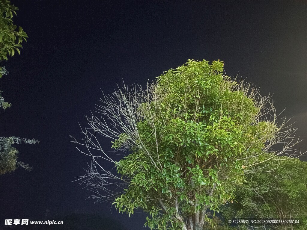 夜色中葱郁与枯槁的树