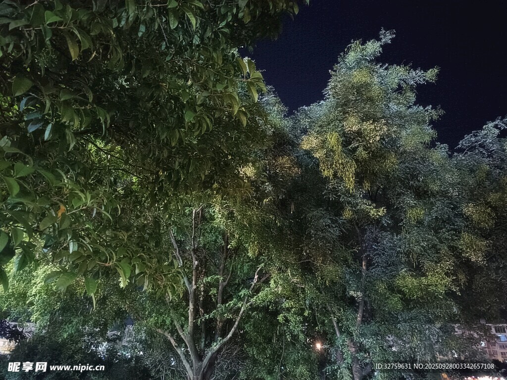 夜晚中的葱郁树木