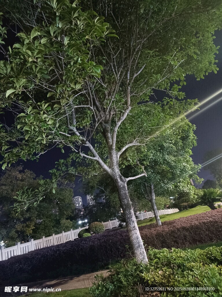 夜晚路旁的葱郁树木
